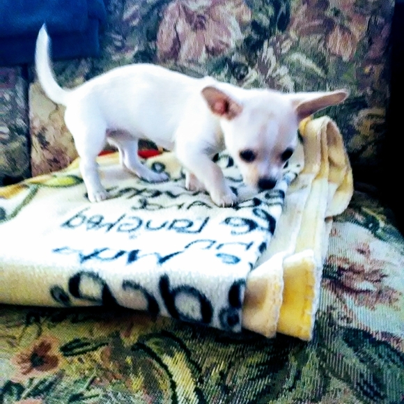 Meet your Posher, Betty - Picture 7 of 8